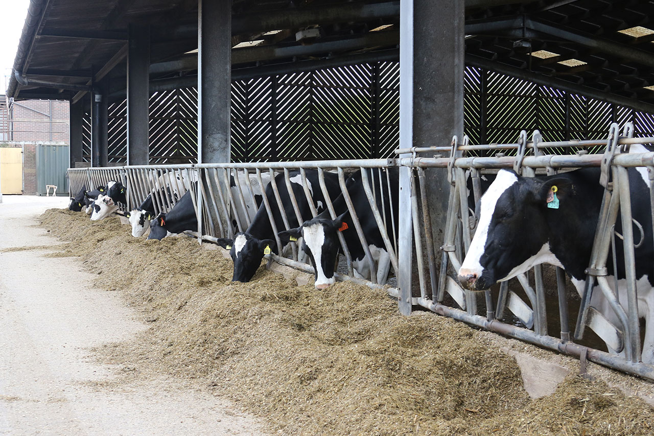 Dairy cows at Rushywood Farm. Time is now.